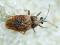 Oncochila simplex