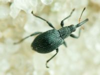 Eutrichapion vorax