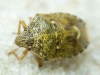 Staria lunata