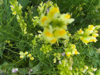 Linaria vulgaris