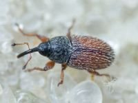 Curculionidae