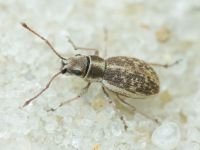 Curculionidae