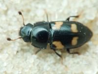 Glischrochilus (Librodor) quadrisignatus