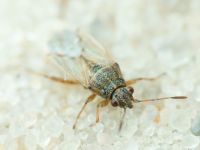 Nysius senecionis