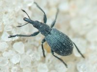 Apioninae