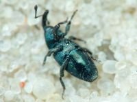 Aulacobaris lepidii