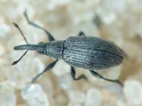 Apionidae