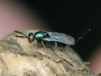 Torymus auratus