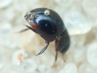 Leiodidae
