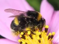 Bombus hortorum