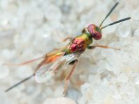 Torymus cupreus