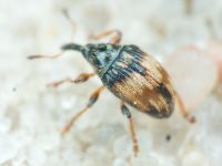 Nanophyinae