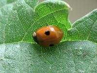 Adalia bipunctata