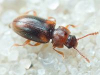 Cryptophilus obliteratus