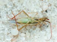 Miridae