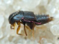 Myllaena