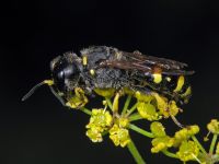 Ectemnius cephalotes