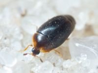 Coleoptera