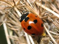 Coccinella septempunctata