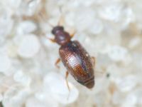 Latridiidae