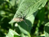 Agapanthia villosoviridescens