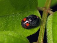 Penthimia nigra