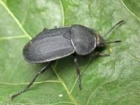 Silpha obscura