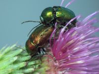 Cryptocephalus (Cryptocephalus) sericeus