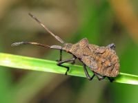 Coreus marginatus