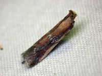 Moitrelia obductella