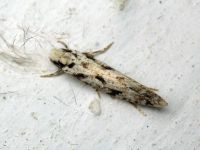 Nemapogon