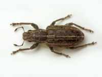 Sitona puncticollis