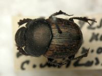 Onthophagus vacca