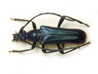 Cerambycidae