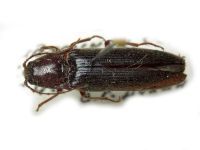 Melanotus michajlovi