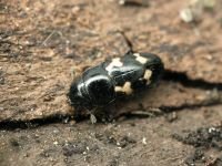 Glischrochilus (Librodor) quadriguttatus