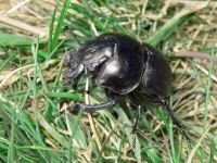 Lethrus apterus