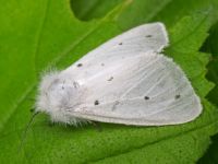 Diaphora mendica