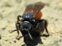 Sphecodes albilabris