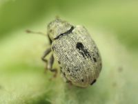 Cionus clairvillei