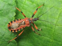 Rhynocoris iracundus