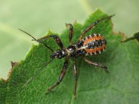 Rhynocoris iracundus