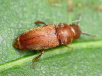 Antherophagus silaceus
