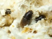 Sulcacis bidentulus
