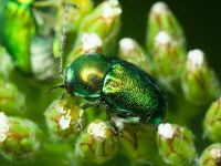 Cryptocephalus (Cryptocephalus) sericeus