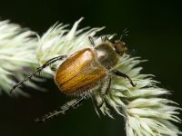 Chaetopteroplia segetum