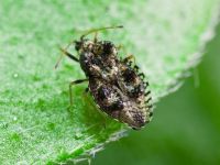 Dictyla rotundata