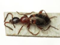Anthelephila pedestris