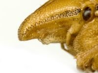 Aelia furcula