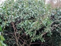Hedera helix